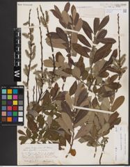 Salix aurita L. x Salix cinerea L.